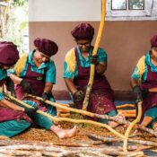 Ceylon Cinnamon Powder in Bulk