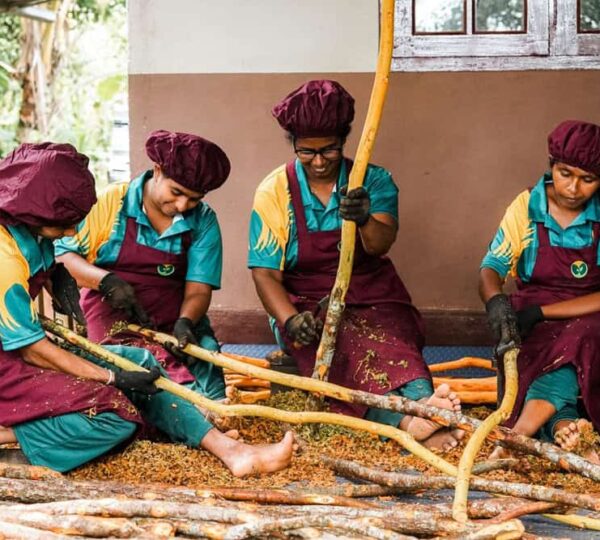 Ceylon Cinnamon Powder in Bulk