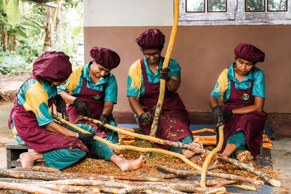 Ceylon Cinnamon Powder in Bulk