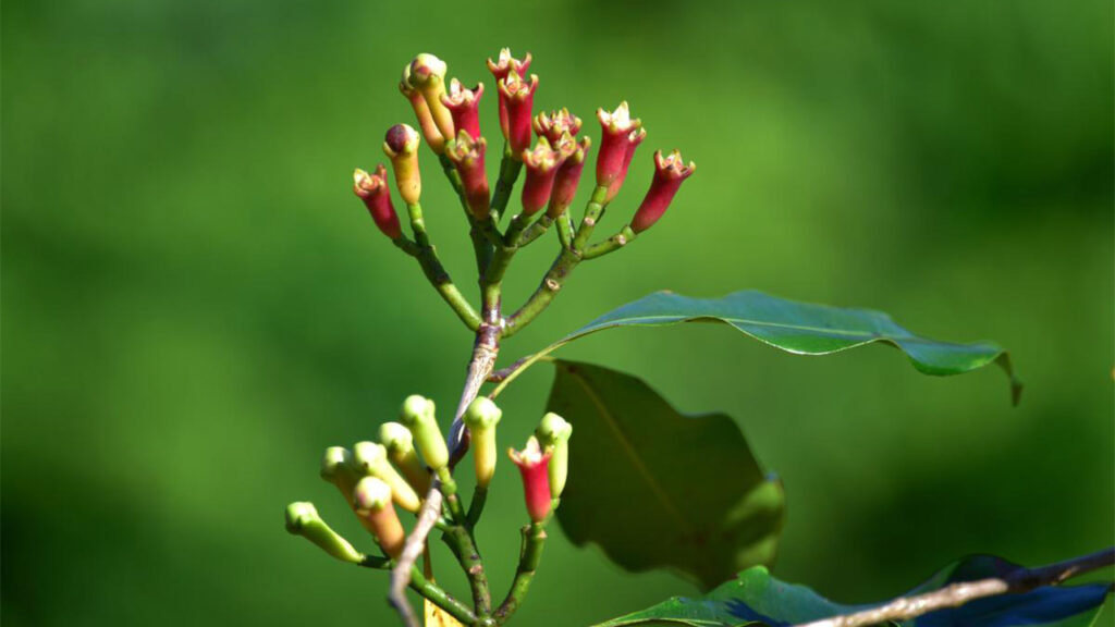 Ceylon Cloves vs Madagascar Cloves
