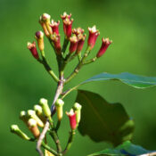 Ceylon Cloves vs Madagascar Cloves