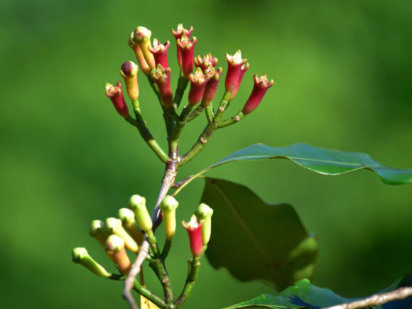 Ceylon Cloves vs Madagascar Cloves: Which Clove Is Better for Flavor, Quality & Health?