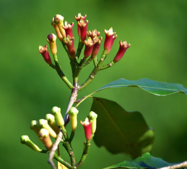 Ceylon Cloves vs Madagascar Cloves